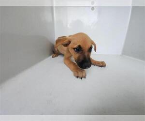 Shepradors Dogs for adoption in Houston, TX, USA