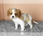 Small #1 Cavalier King Charles Spaniel