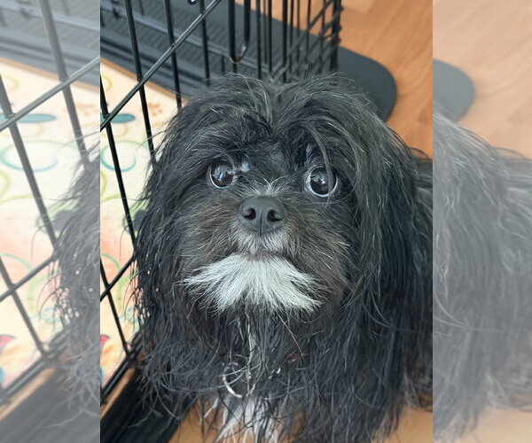 Medium Photo #9 Shih Tzu-Unknown Mix Puppy For Sale in Valrico, FL, USA