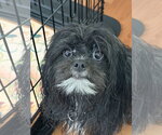 Small #8 Shih Tzu Mix