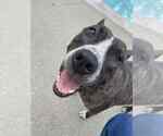 Small #1 American Pit Bull Terrier Mix