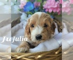 Small Photo #14 Goldendoodle (Miniature) Puppy For Sale in REED CITY, MI, USA
