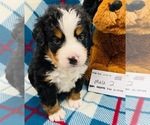 Small Photo #19 Bernese Mountain Dog Puppy For Sale in ATKINSON, NE, USA