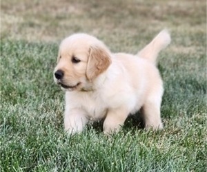 Golden Retriever Puppy for sale in CONGERVILLE, IL, USA