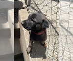 Small #6 Belgian Malinois