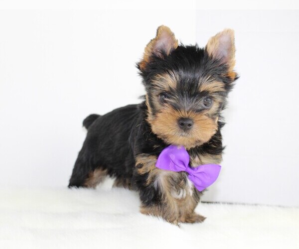 Medium Photo #4 Yorkshire Terrier Puppy For Sale in VANCOUVER, WA, USA