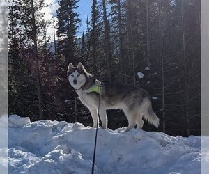Siberian Husky Dogs for adoption in Winter Park, CO, USA