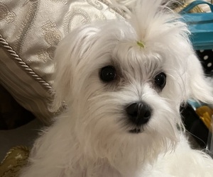 Maltese Puppy for sale in HOUSTON, TX, USA