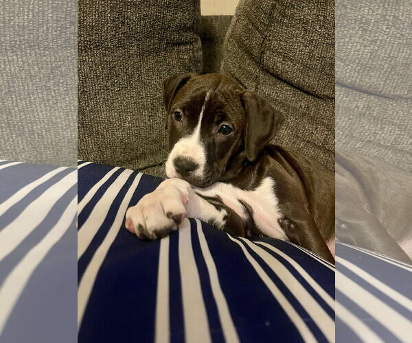 Medium Photo #2 American Pit Bull Terrier-Unknown Mix Puppy For Sale in Hillsboro, MO, USA