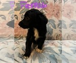 Small #3 Aussiedoodle Miniature 