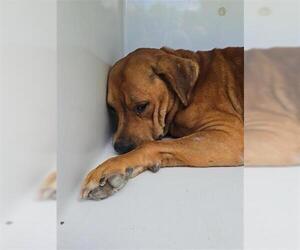 Staffordshire Bull Terrier Dogs for adoption in Houston, TX, USA