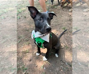 American Staffordshire Terrier-Unknown Mix Dogs for adoption in Holly Springs, NC, USA