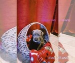 Small Photo #4 Cane Corso Puppy For Sale in SAN TAN VALLEY, AZ, USA