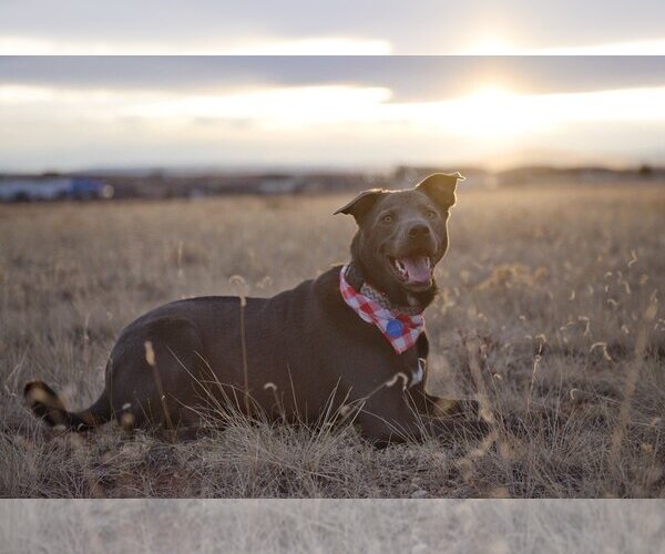Medium Photo #6 Labrador Retriever Puppy For Sale in Laramie, WY, USA