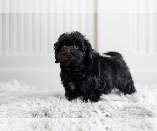 Medium Photo #5 Morkie-Poodle (Toy) Mix Puppy For Sale in WARSAW, IN, USA
