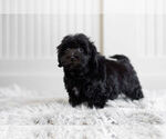 Small #4 Morkie-Poodle (Toy) Mix