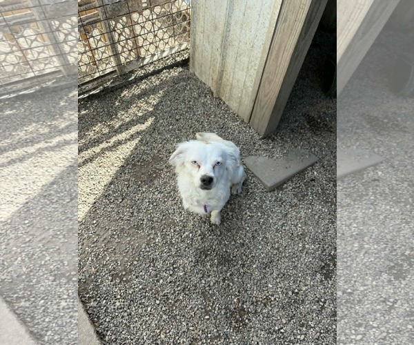 Medium Photo #4 Australian Shepherd-Pekingese Mix Puppy For Sale in Mukwonago, WI, USA
