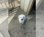 Small #3 Australian Shepherd-Pekingese Mix