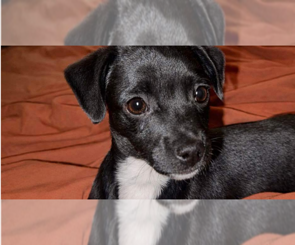 Medium Photo #7 Chihuahua-Unknown Mix Puppy For Sale in New York, NY, USA