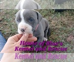Small #7 American Pit Bull Terrier