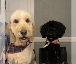 Father of the Double Doodle puppies born on 04/12/2025