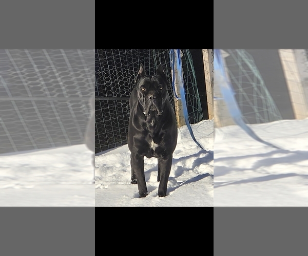 Medium Photo #1 Cane Corso Puppy For Sale in HENRY, VA, USA