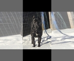 Small Photo #1 Cane Corso Puppy For Sale in HENRY, VA, USA