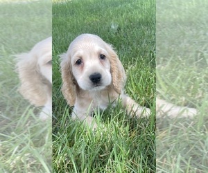 Medium Cocker Spaniel