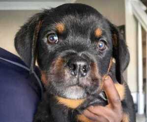 Rottweiler Puppy for sale in CHESAPEAKE, VA, USA