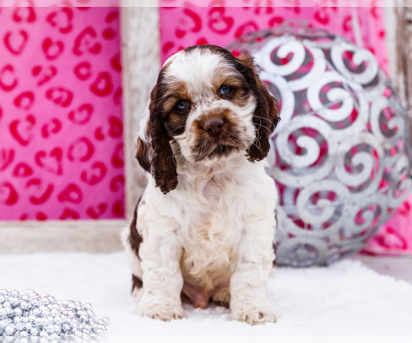 Medium Photo #1 Cocker Spaniel Puppy For Sale in WAKARUSA, IN, USA
