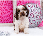 Puppy Wagner Cocker Spaniel