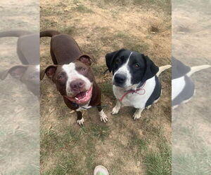 Spice - Male American Pit Bull Terrier-Unknown Mix Dog for Adoption - Photo #7