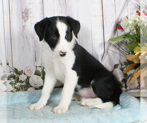 Border Collie Puppy for sale in PENNS CREEK, PA, USA