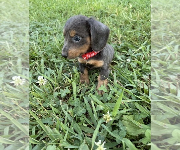 Medium Photo #6 Dachshund Puppy For Sale in COLE CAMP, MO, USA