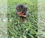 Puppy Red collar Dachshund