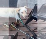 Small #6 Huskies -Labrador Retriever Mix