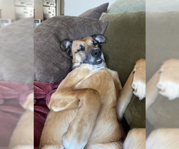 Medium Photo #3 Mutt Puppy For Sale in Pleasanton, CA, USA