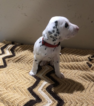 Medium Photo #13 Dalmatian Puppy For Sale in LINCOLN, NE, USA