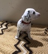 Small Photo #13 Dalmatian Puppy For Sale in LINCOLN, NE, USA