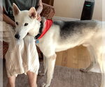 Small #5 Siberian Husky Mix