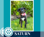 Small #8 Labrador Retriever Mix