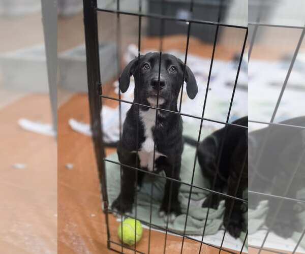 Medium Photo #3 Labrador Retriever-Unknown Mix Puppy For Sale in SHERBURNE, NY, USA