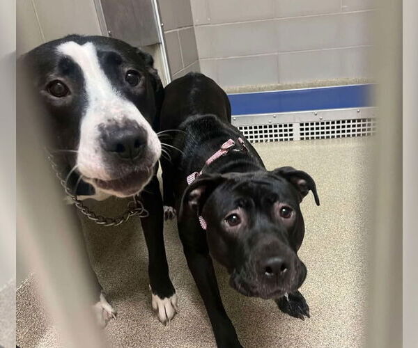 Medium Photo #14 Mutt Puppy For Sale in Virginia Beach, VA, USA