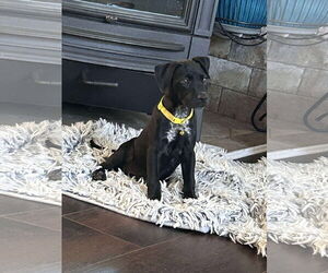 Medium Labrador Retriever Mix