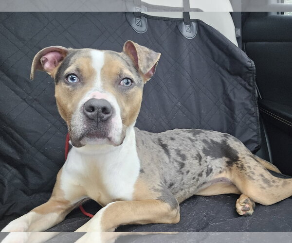 Medium Photo #4 Mutt Puppy For Sale in Rockville, MD, USA