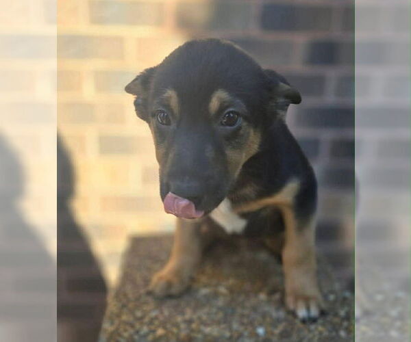 Medium Photo #5 German Shepherd Dog-Unknown Mix Puppy For Sale in Minneapolis, MN, USA