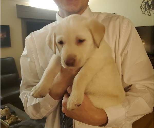 Medium Photo #2 Labrador Retriever Puppy For Sale in RINGGOLD, GA, USA