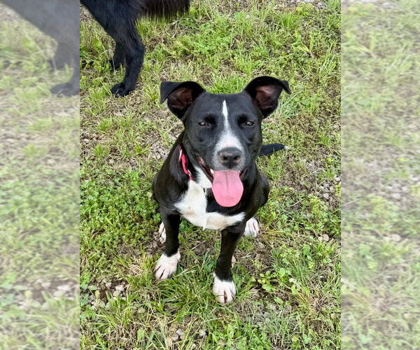 Medium Photo #3 Labrador Retriever-Unknown Mix Puppy For Sale in Claremore, OK, USA