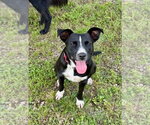 Small #2 Labrador Retriever Mix