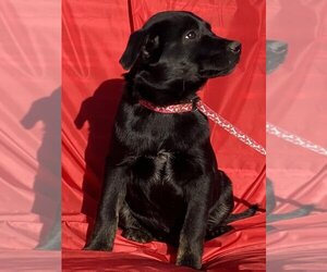 Labrador Retriever Dogs for adoption in HOPKINSVILLE/PRINCETON, KY, NH, USA